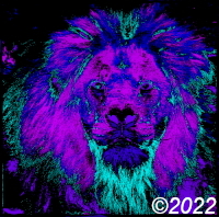 lion