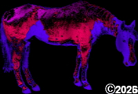 horse picture