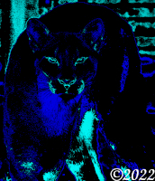 mountain lion