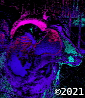 sheep