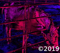 horse
