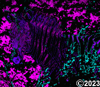 zebra