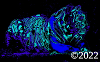 tiger