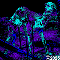 colorful camel