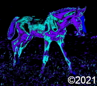 horse
