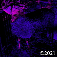 sheep
