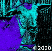 sheep