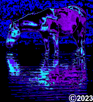 horse