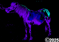 Little Purple Pony