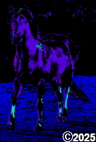 horse