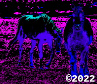 horse