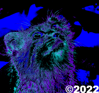cat picture