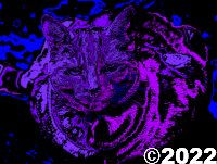 cat picture