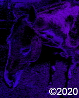 horse