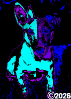 dog picture