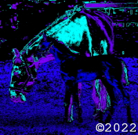 horse
