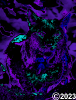 lynx