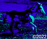horse