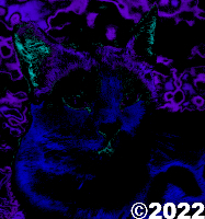 cat picture