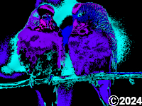 birds