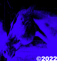 horse