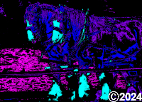 draft horses
