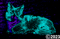 cat