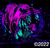 tiger
