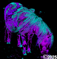 purple pony