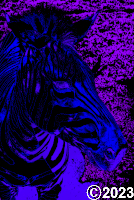 zebra