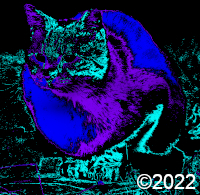 cat picture