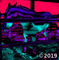 horse