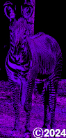 purple zebra