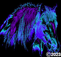 horse picture