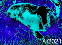 sheep