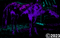 horse