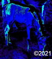 horse