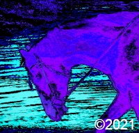 horse