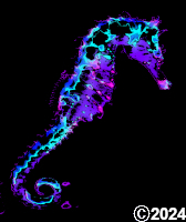 sea horse
