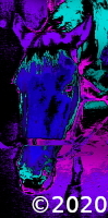 horse