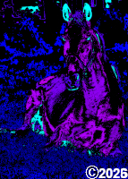 Purple horse picture