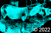 zonkey