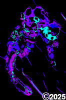 colorful sea horse
