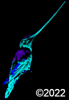 humming bird