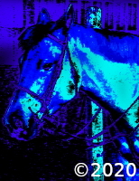horse