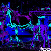 Horse nursing foal