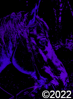 horse