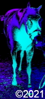 horse