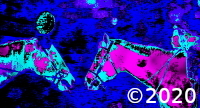 horse