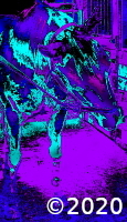 horse